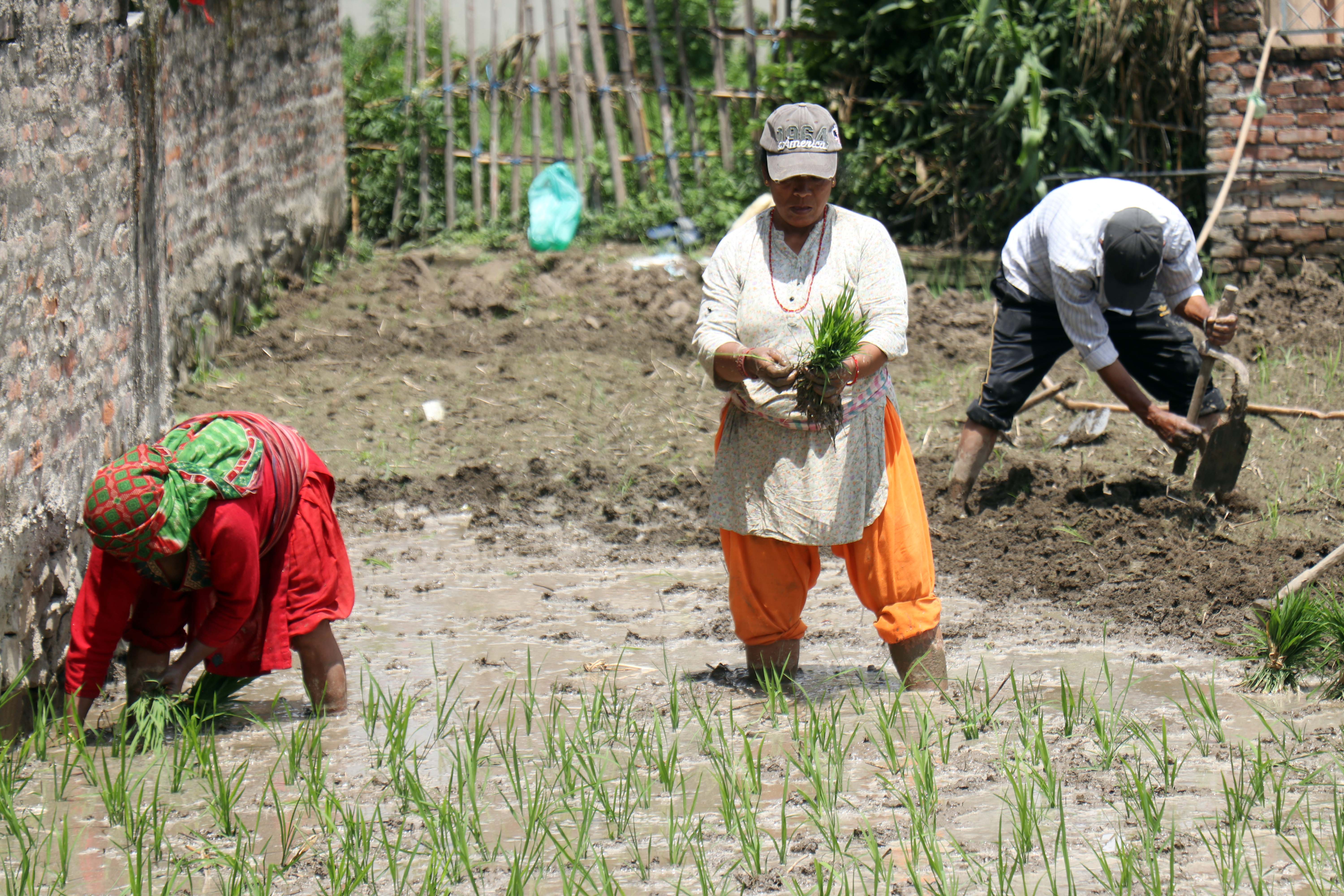 dhan-ropai--balambu--16-1750938872.jpg
