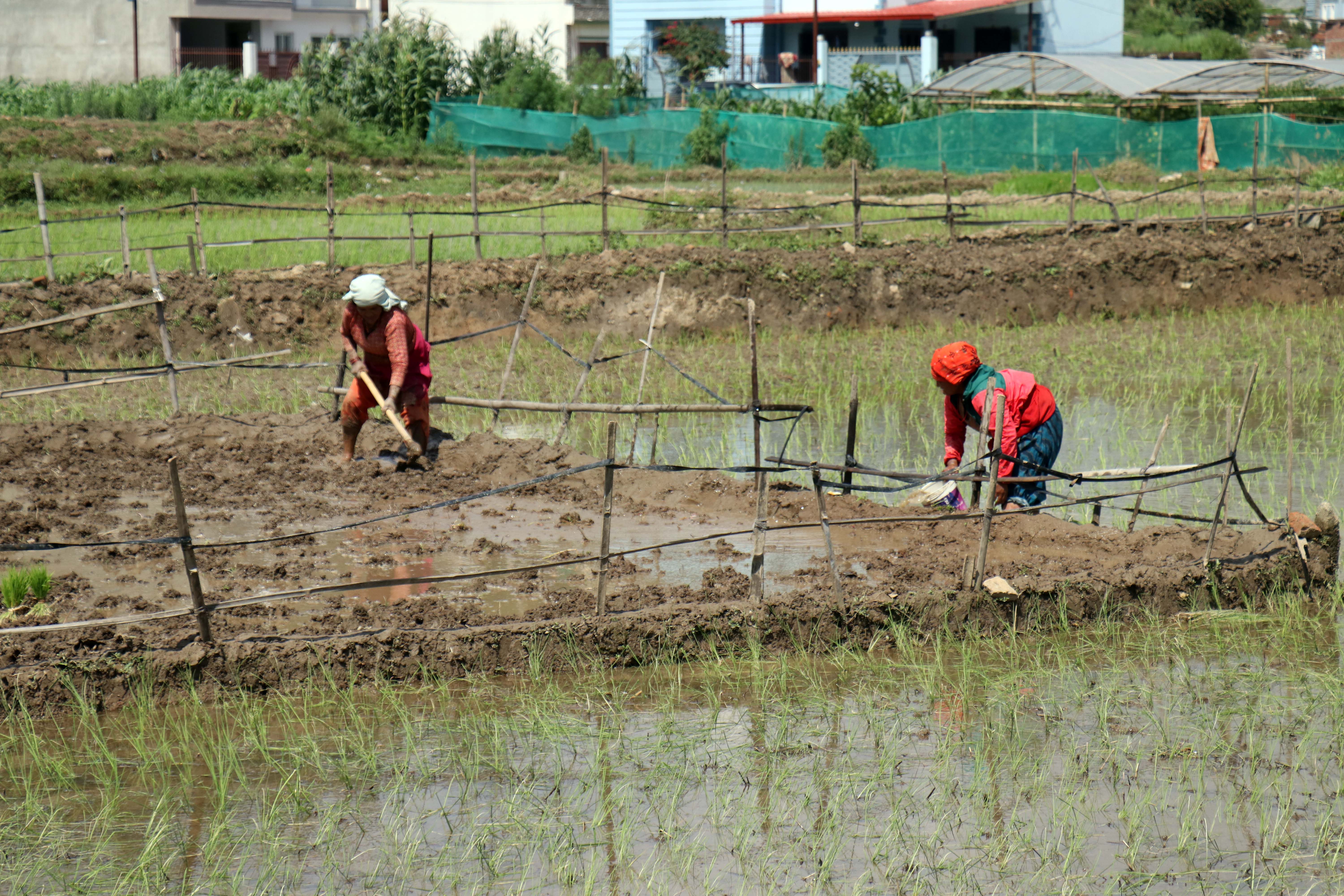 dhan-ropai--balambu--2-1750938758.jpg