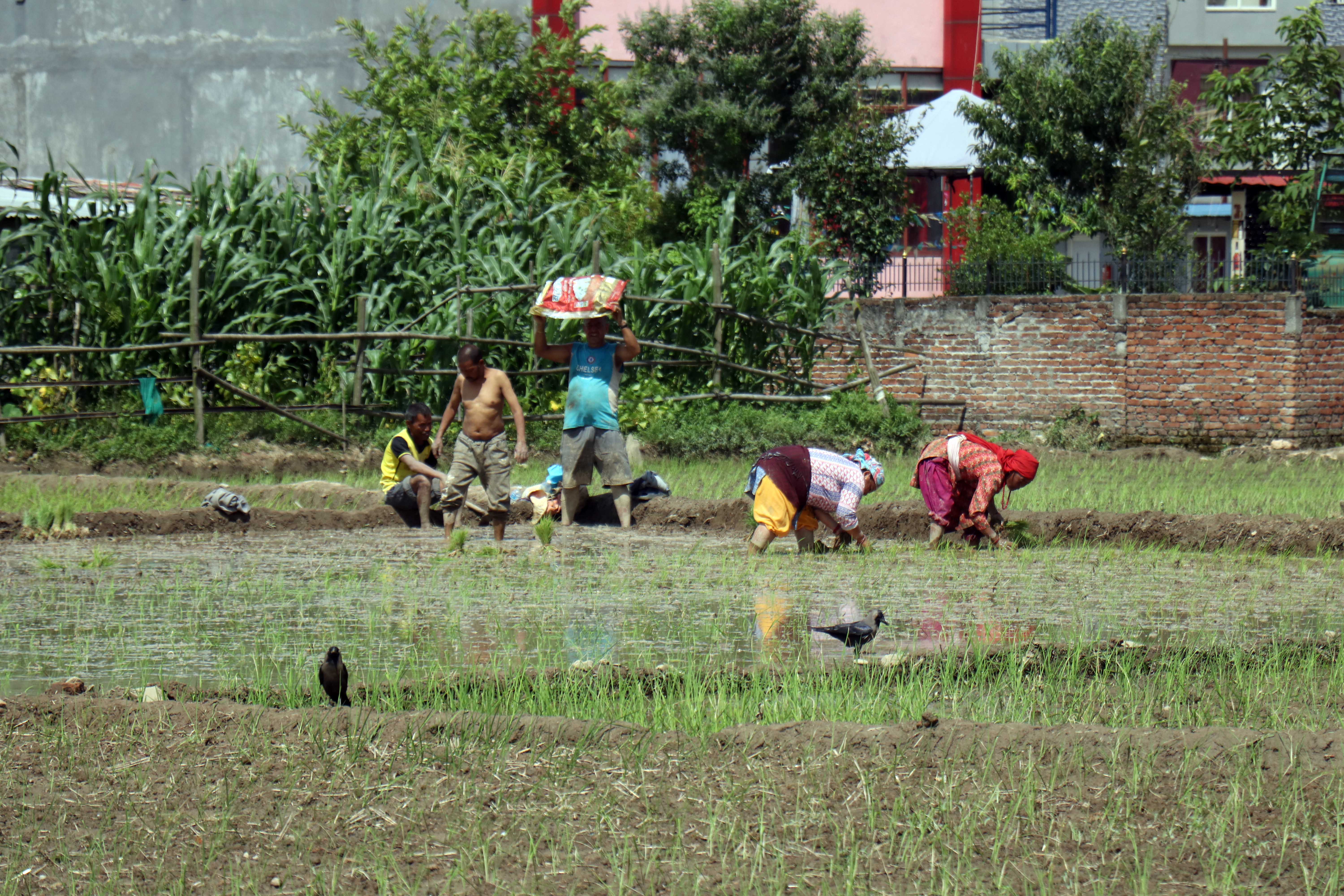 dhan-ropai--balambu--4-1750938781.jpg