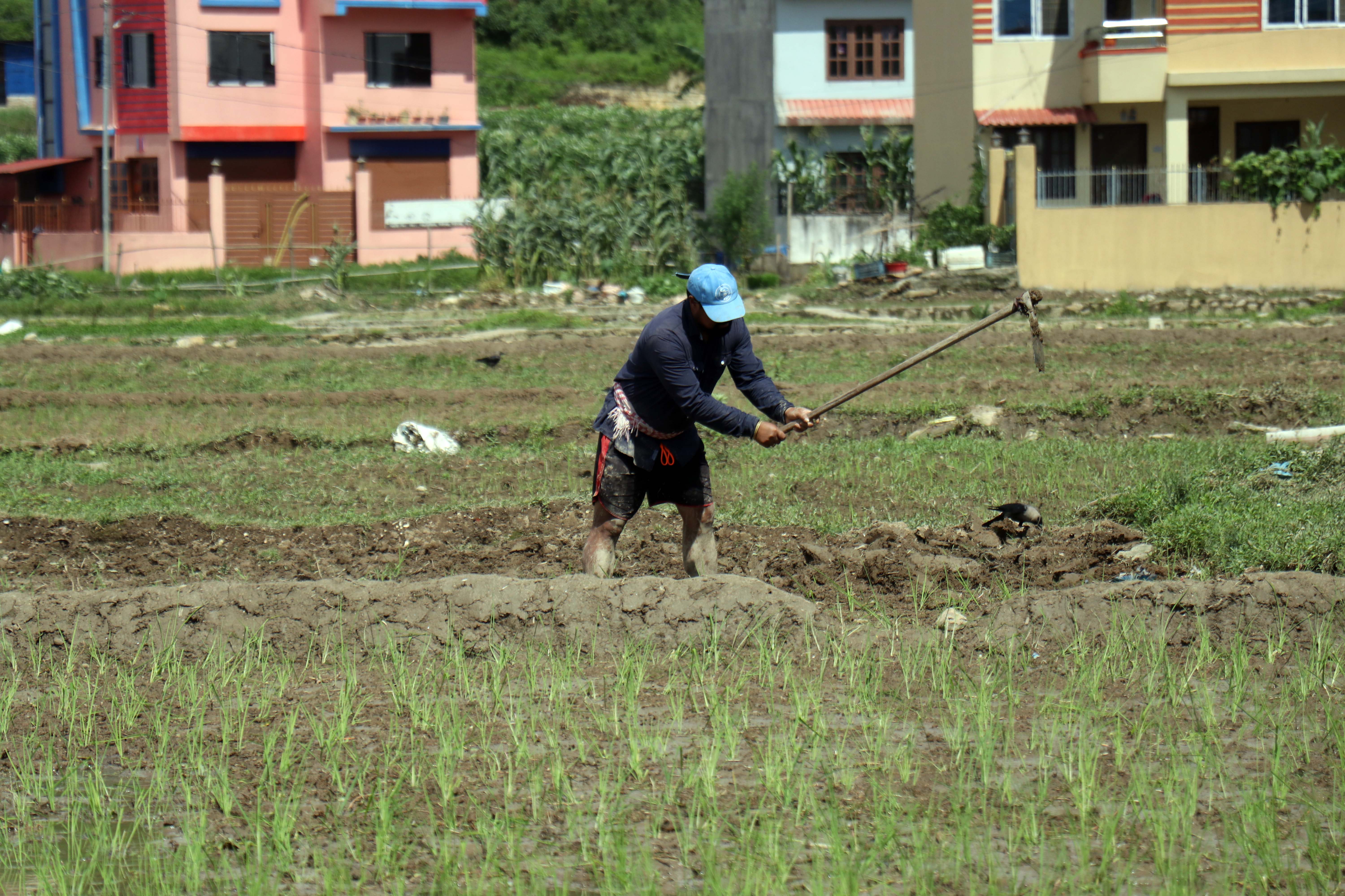 dhan-ropai--balambu--6-1750938798.jpg
