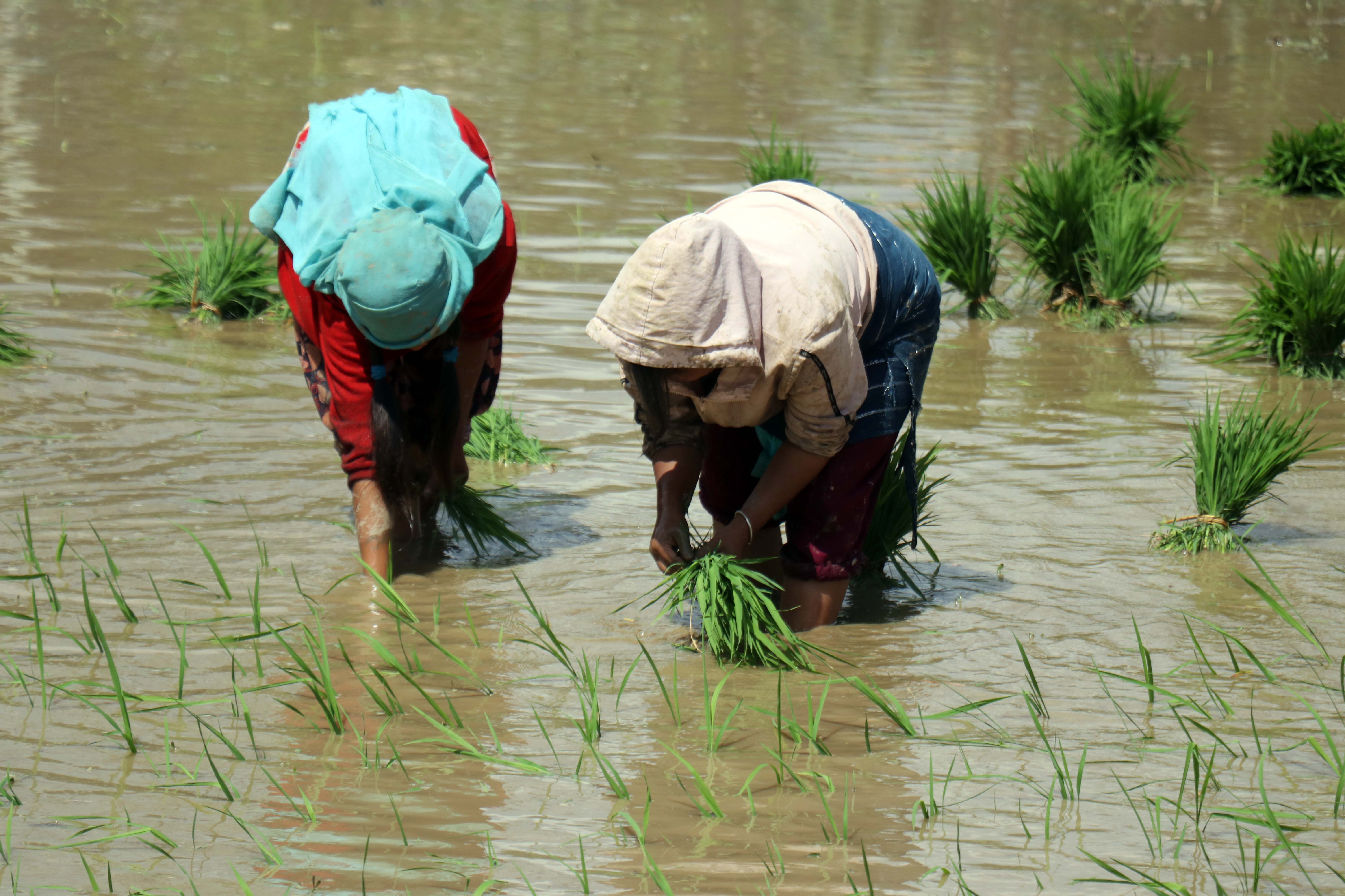 dhan-ropai--balambu--7-1750938807.jpg