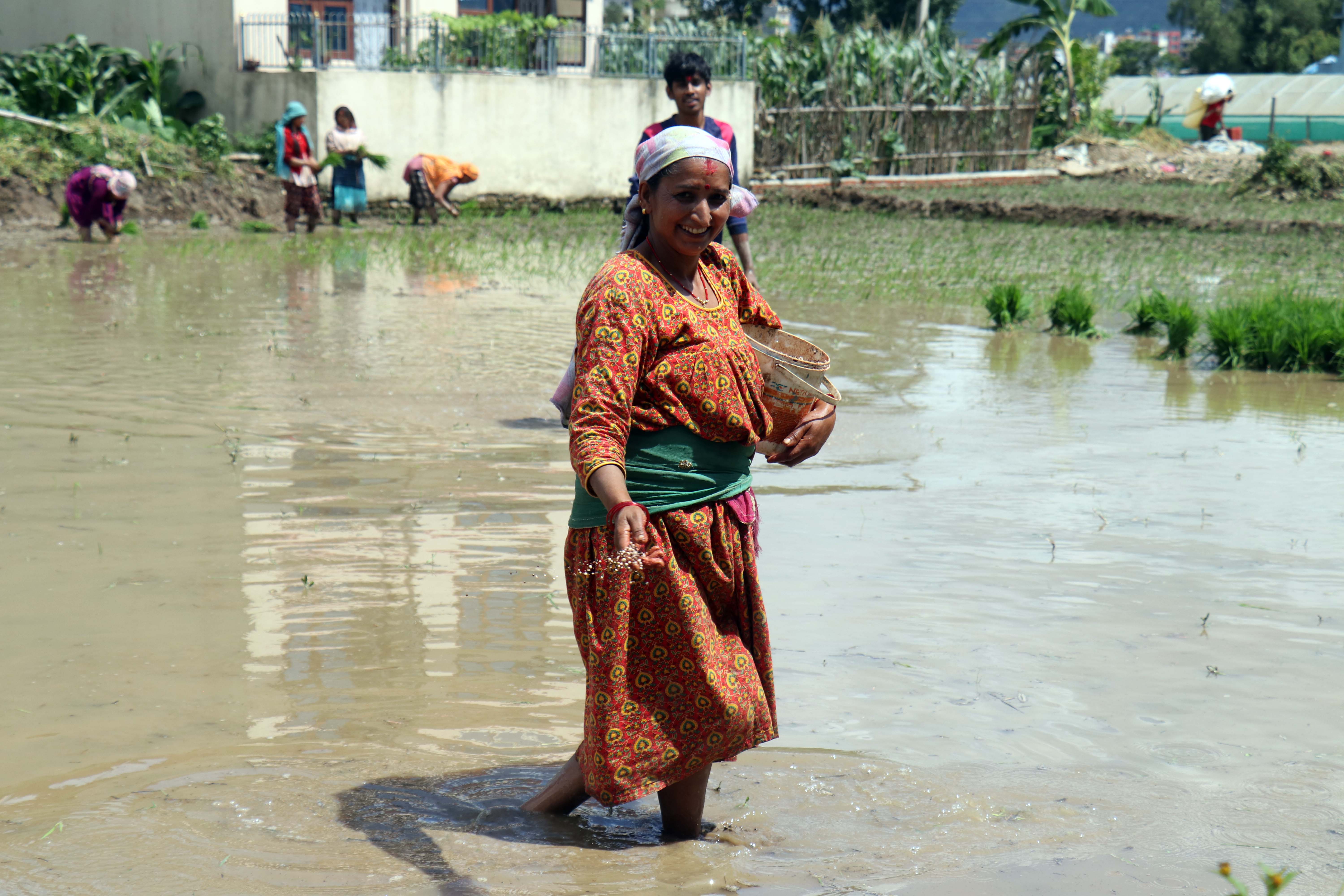 dhan-ropai--balambu--8-1750938812.jpg