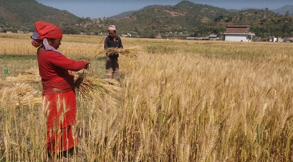 खाद्यले उचित मूल्य नदिएपछि गाउँमै गहुँ बिक्री गर्दै  किसान