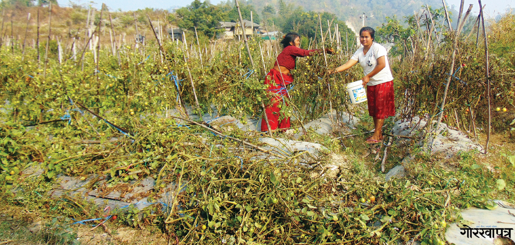 एउटै वडामा बीस करोडको गोलभेँडा उत्पादन