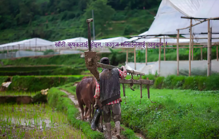 खाँटी कृषकलाई होइन, कागज मिलाउनेलाई अनुदान !