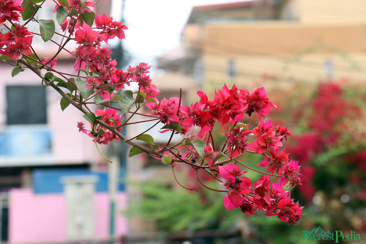 ktm-flower--17-1744271169.jpg