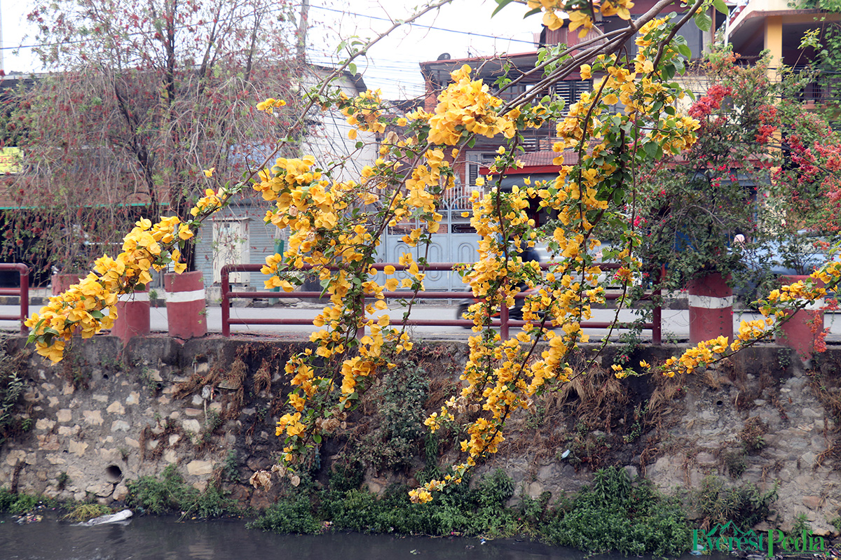 ktm-flower--19-1744271169.jpg