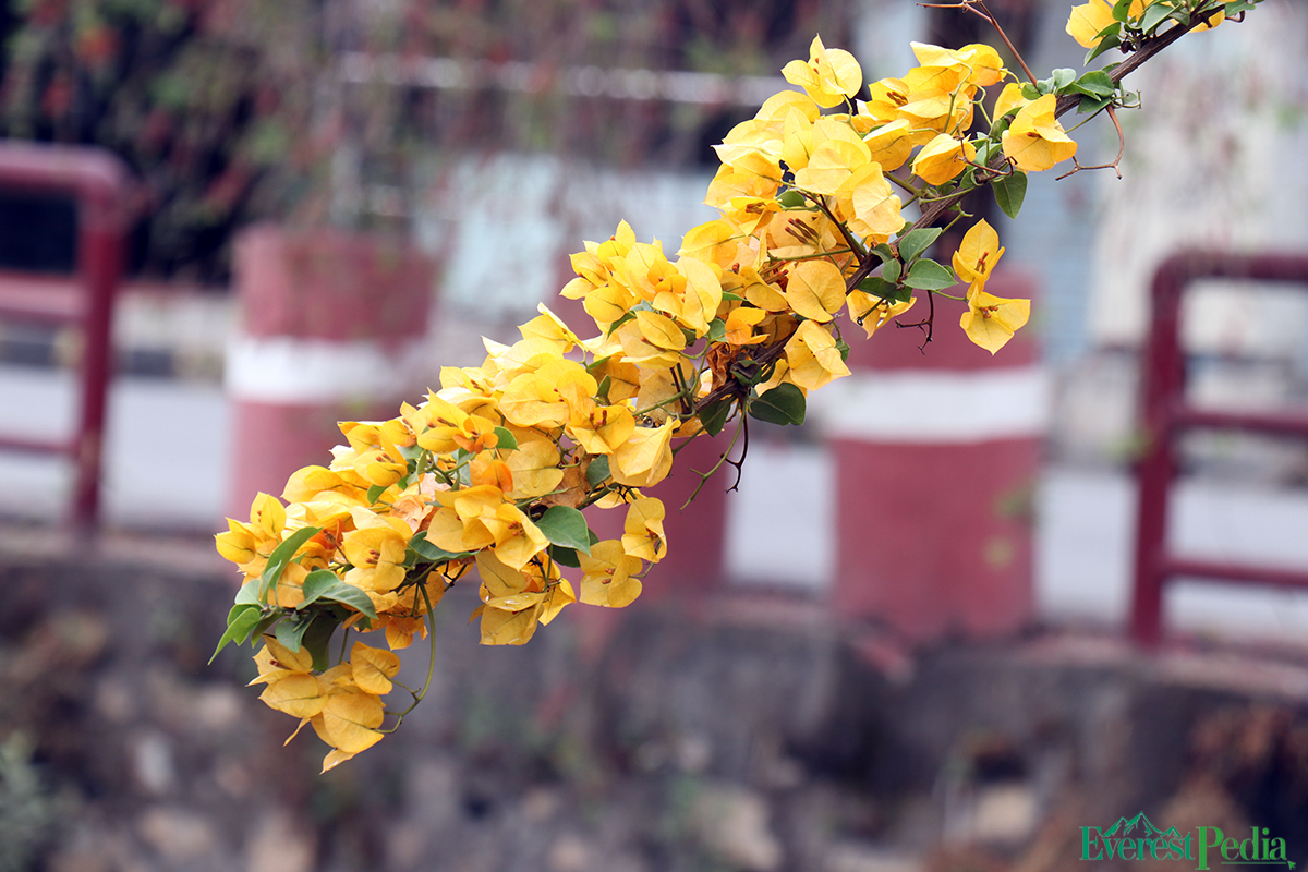 ktm-flower--20-1744271173.jpg