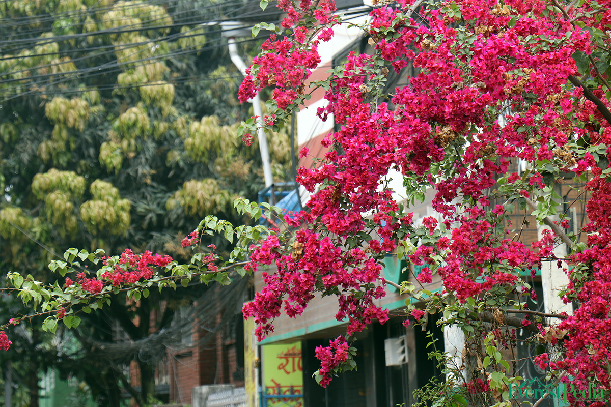 ktm-flower--21-1744271173.jpg