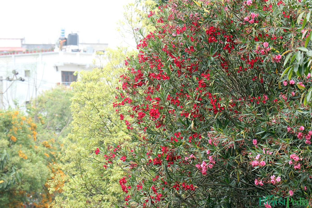ktm-flower--22-1744271193.jpg