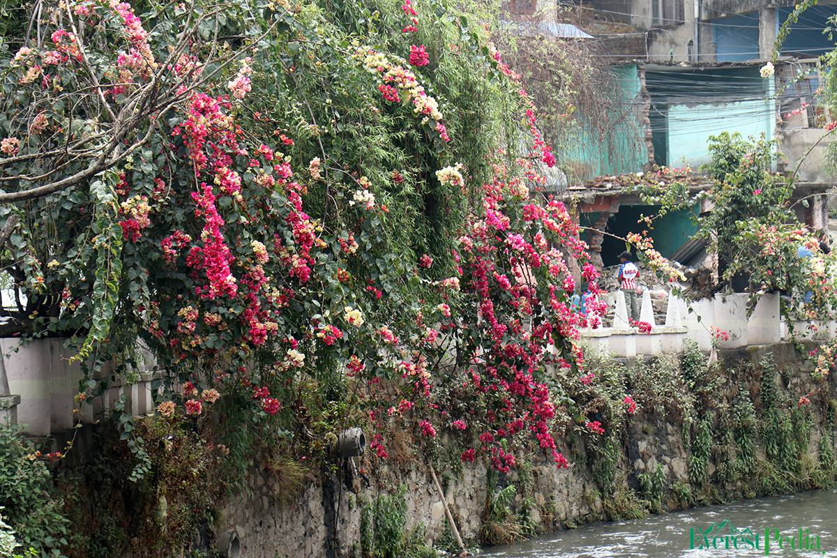 ktm-flower--23-1744271194.jpg