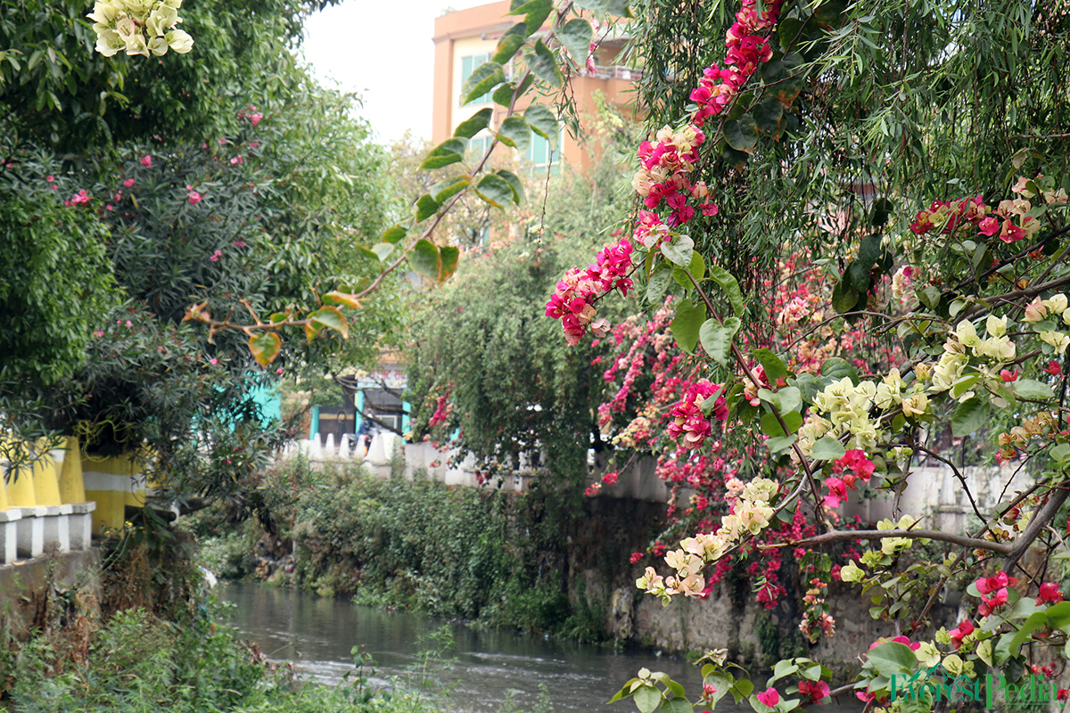 ktm-flower--24-1744271198.jpg