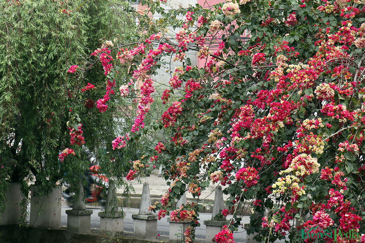 ktm-flower--25-1744271200.jpg