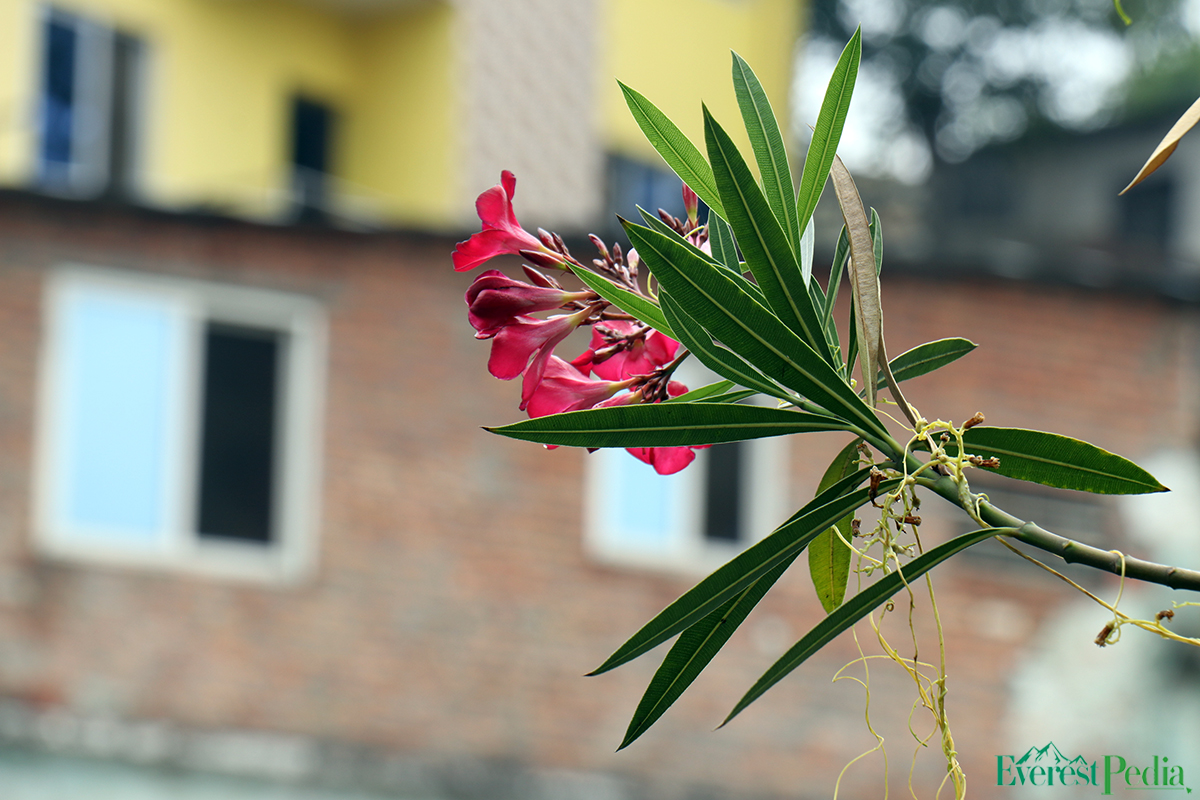ktm-flower--27-1744271219.jpg