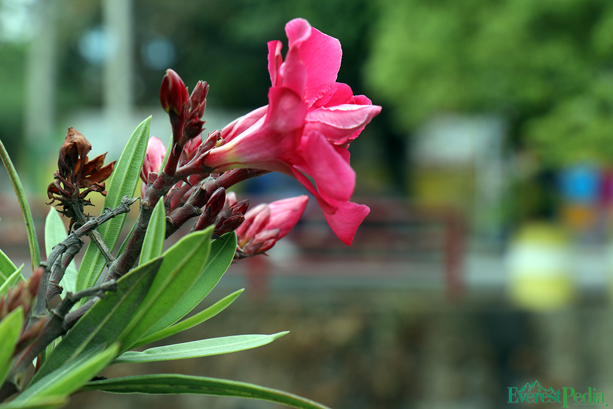 ktm-flower--28-1744271222.jpg