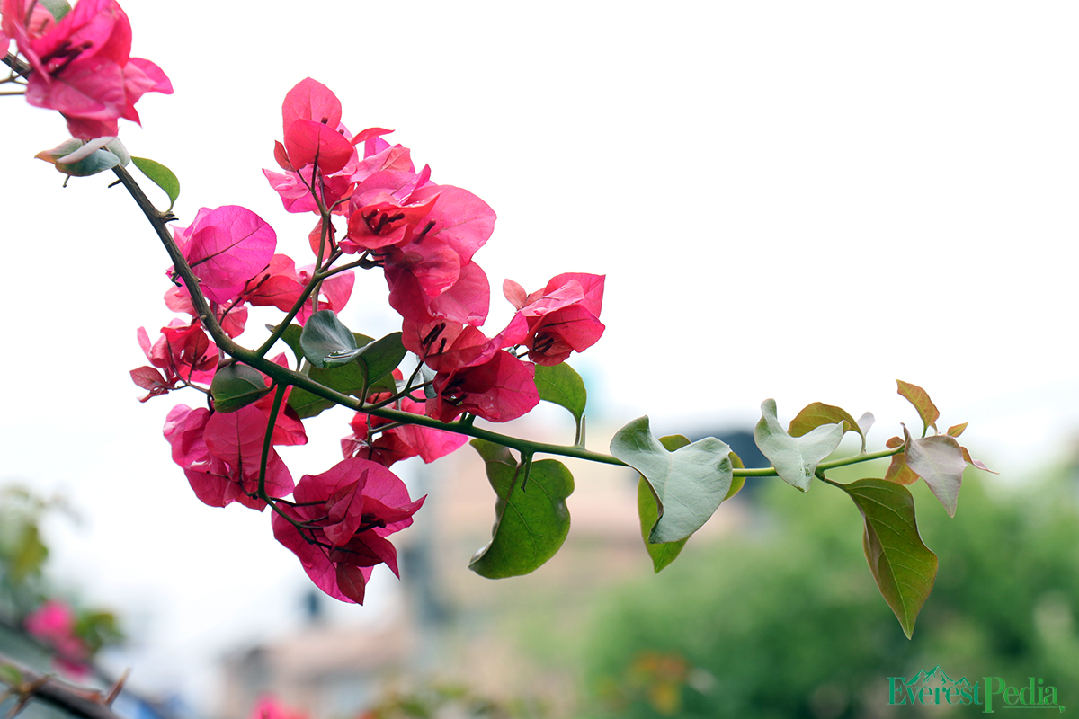 ktm-flower--30-1744271221.jpg
