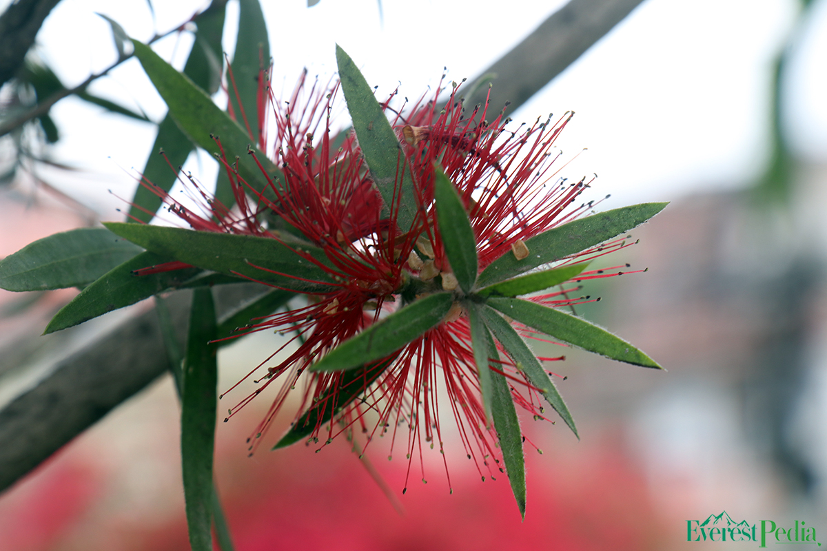 ktm-flower--31-1744271238.jpg
