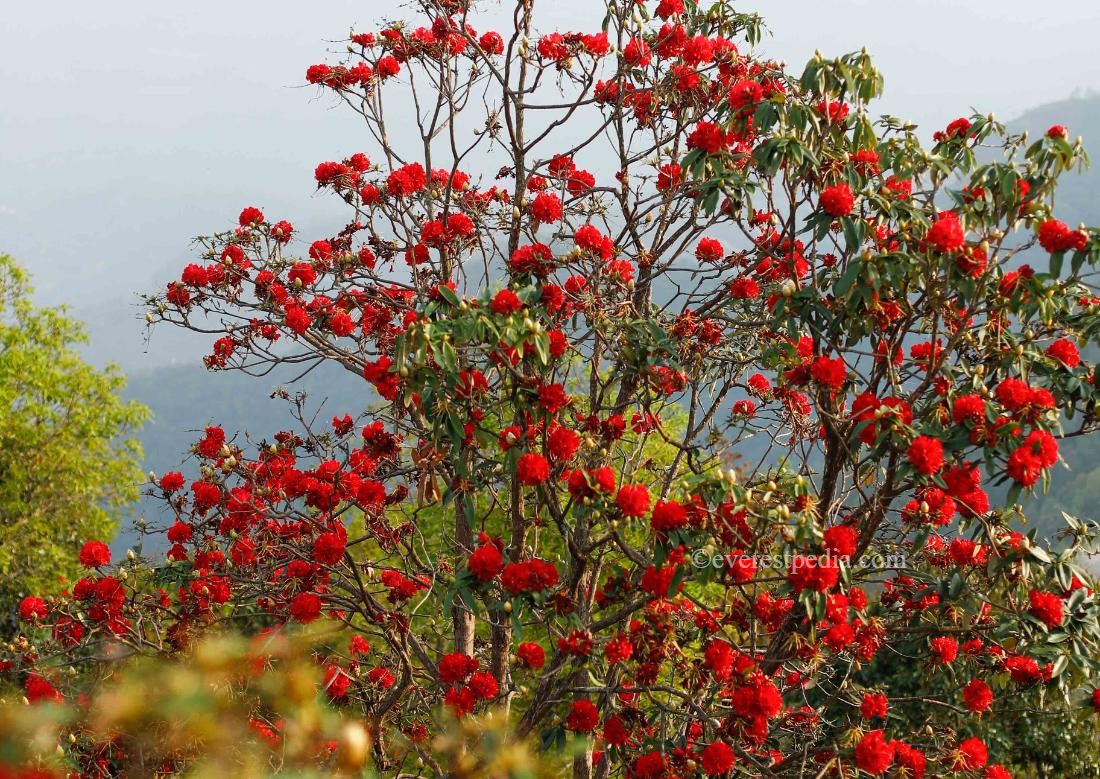 machhi-khola-trek_grorkha-(8)-1713248968.jpeg