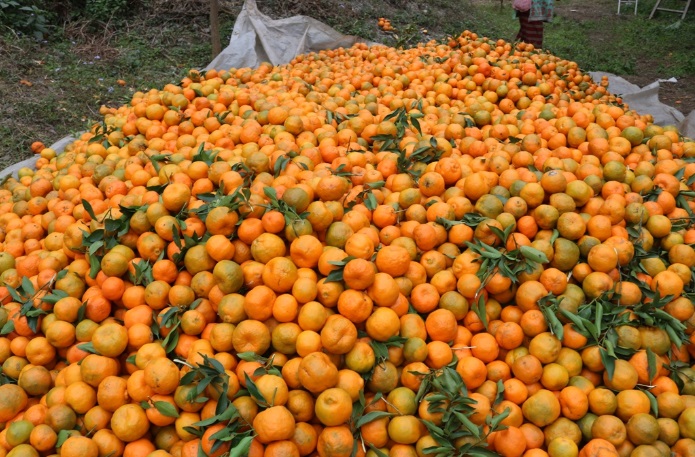 असिनाले साढे दुई करोडको सुन्तलामा क्षति