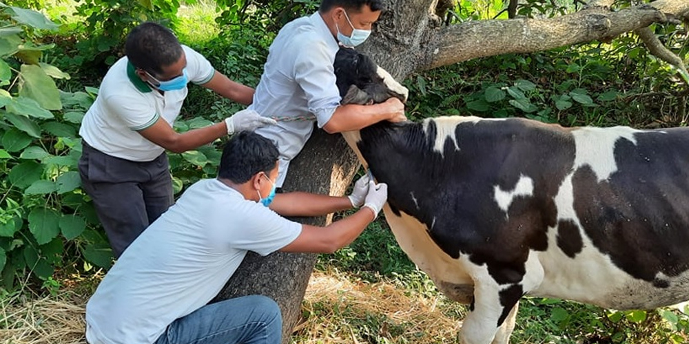 कर्णालीमा लम्पी स्कीनबाट संक्रमित एक लाख पशुचौपायाको उपचार