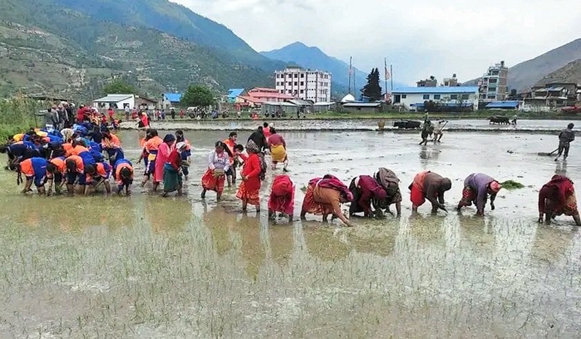 जुम्ली किसानलाई मार्सी धान रोपाइँको चटारो