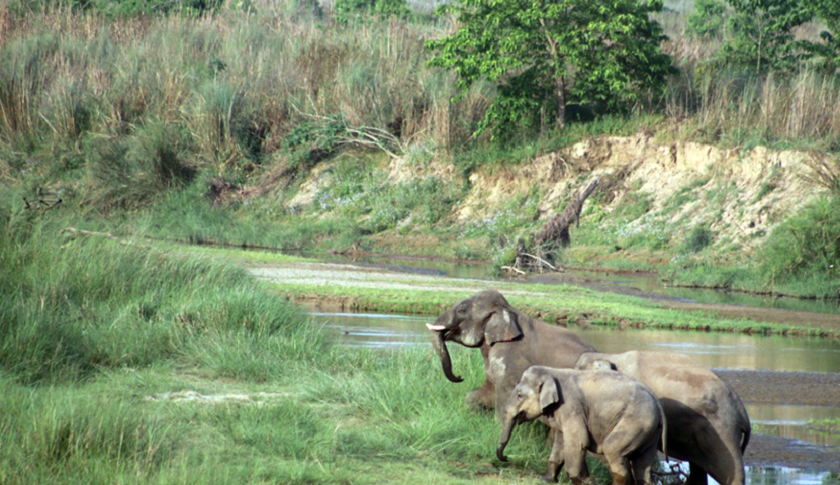 झापाको वन क्षेत्रमै हात्तीका आहाल र आहारा