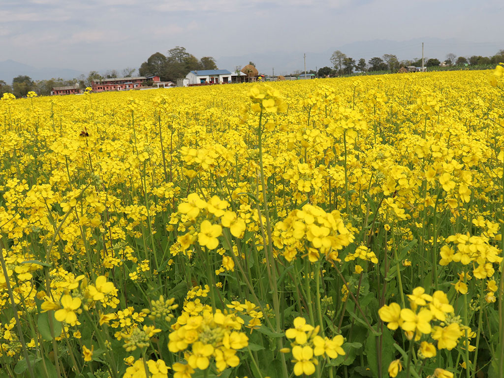 चितवनमा तोरीको उत्पादन वृद्धी