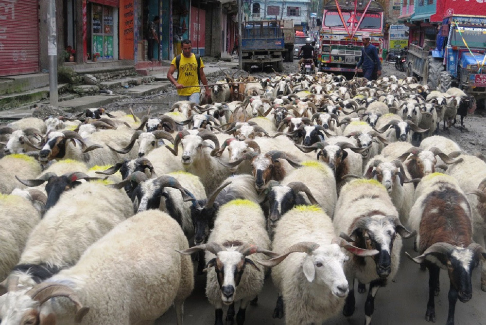 चरन क्षेत्र अभावले भोजपुरमा भेडापालन व्यवसाय सङ्कटमा